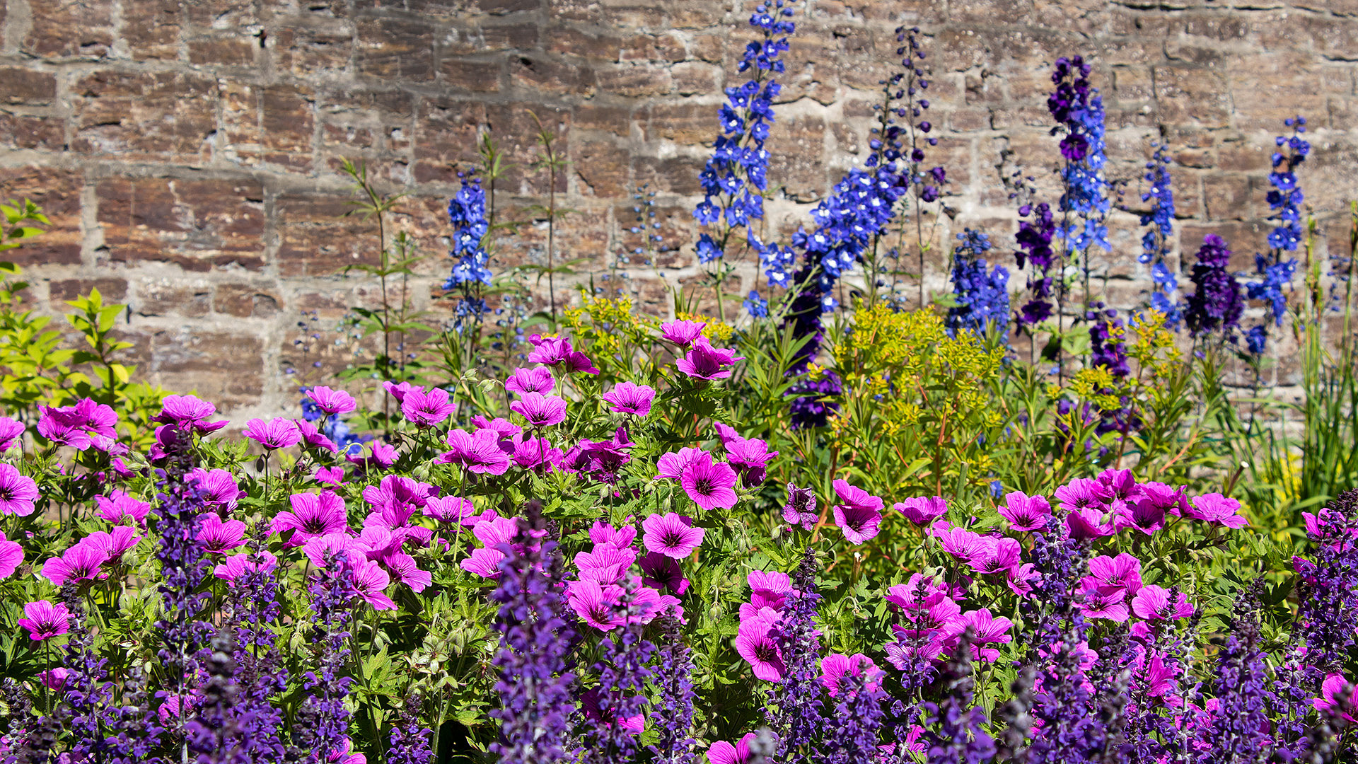 Murrabatt med färgglada blommor
