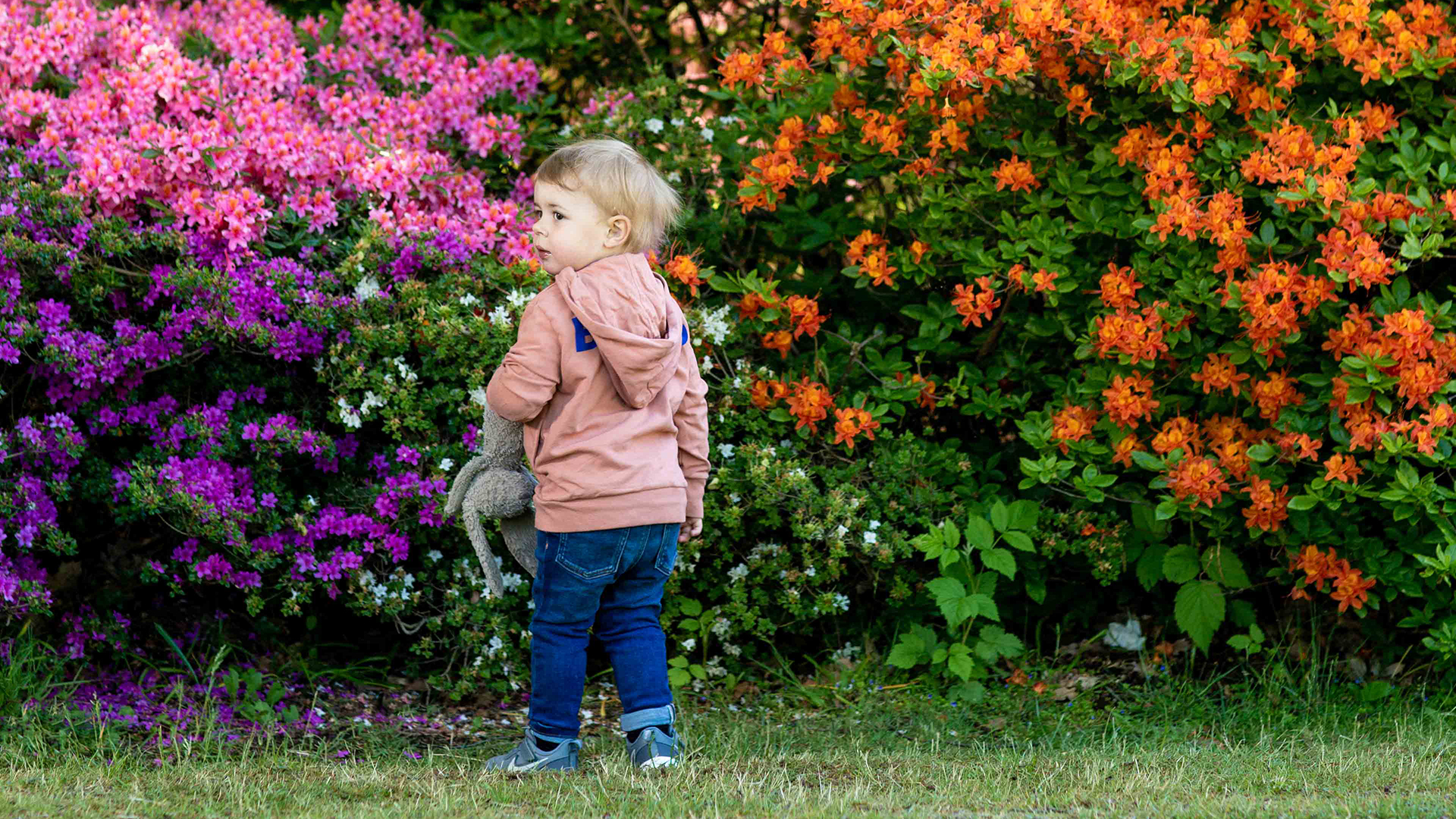 Pojke med nalle framför blommande rhododendron.