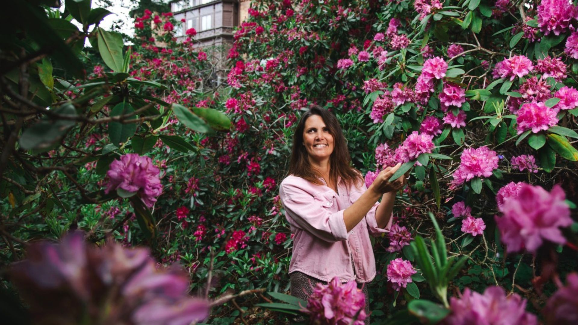 Rhododendron på Sofiero