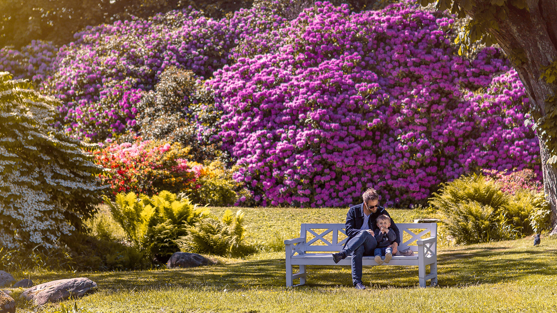 Rhododendron - www.sofiero.sewww.sofiero.se