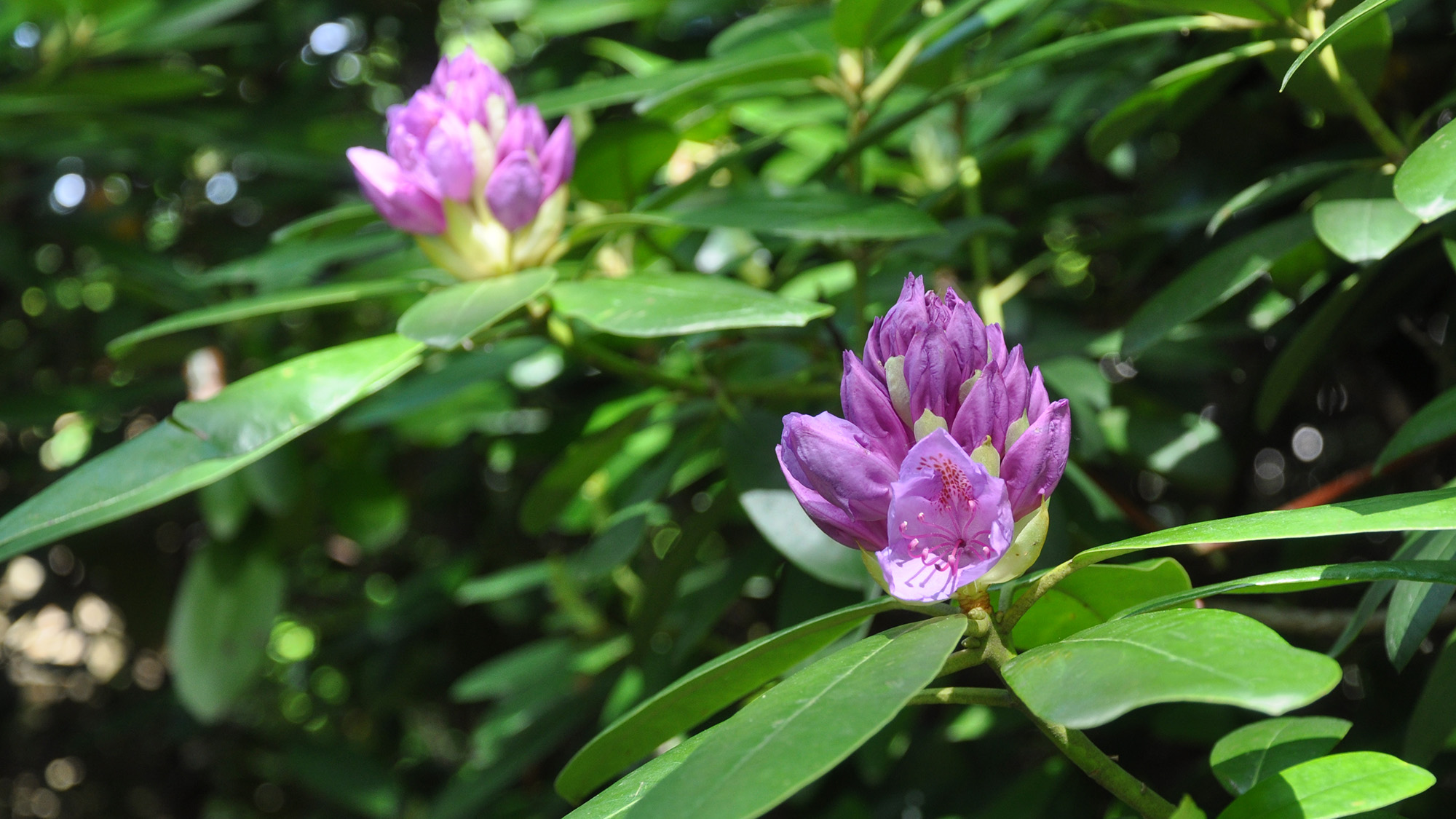 Lila rhododendron.