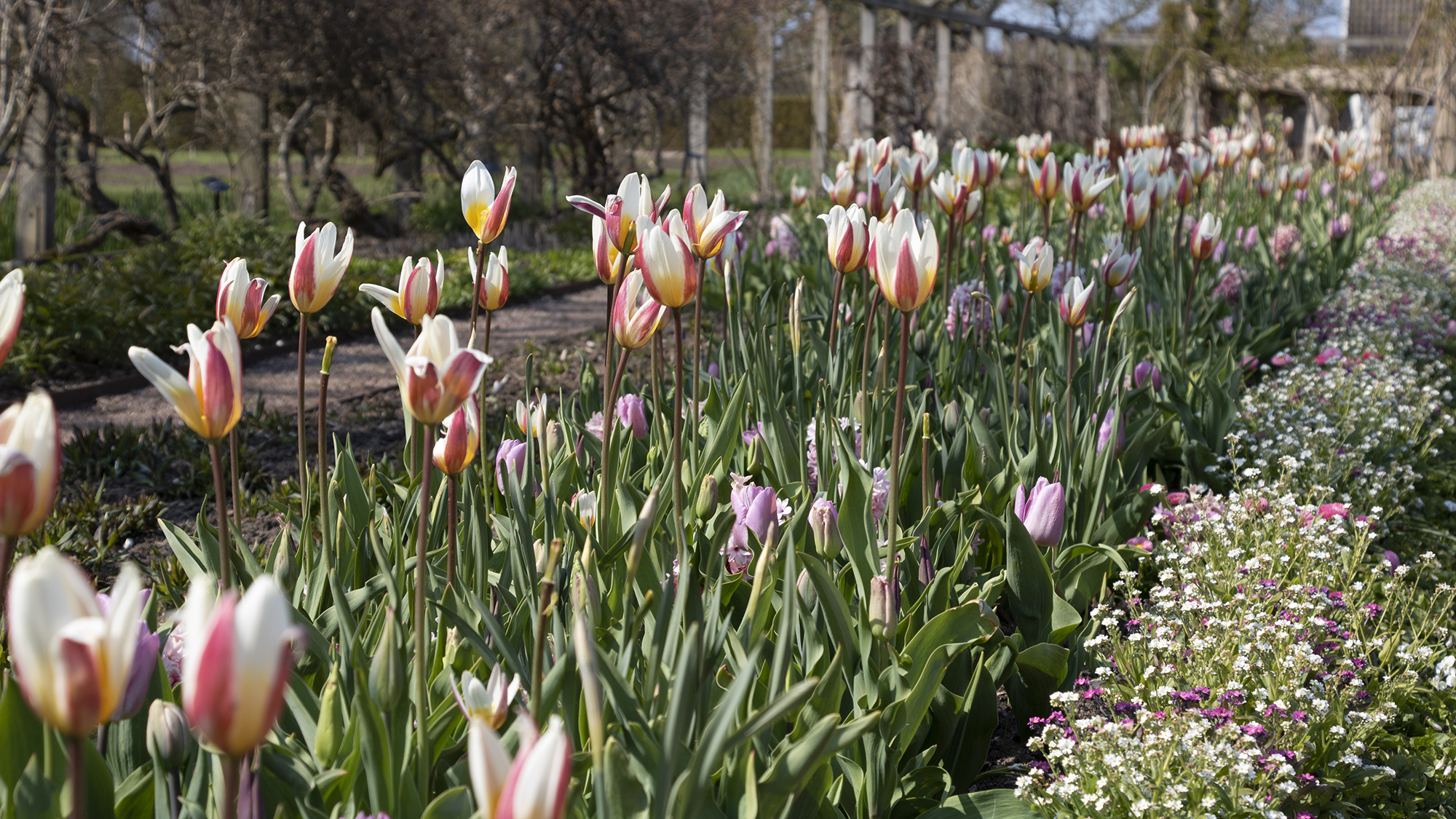 Tulpaner på Blomstergatan på Sofiero.
