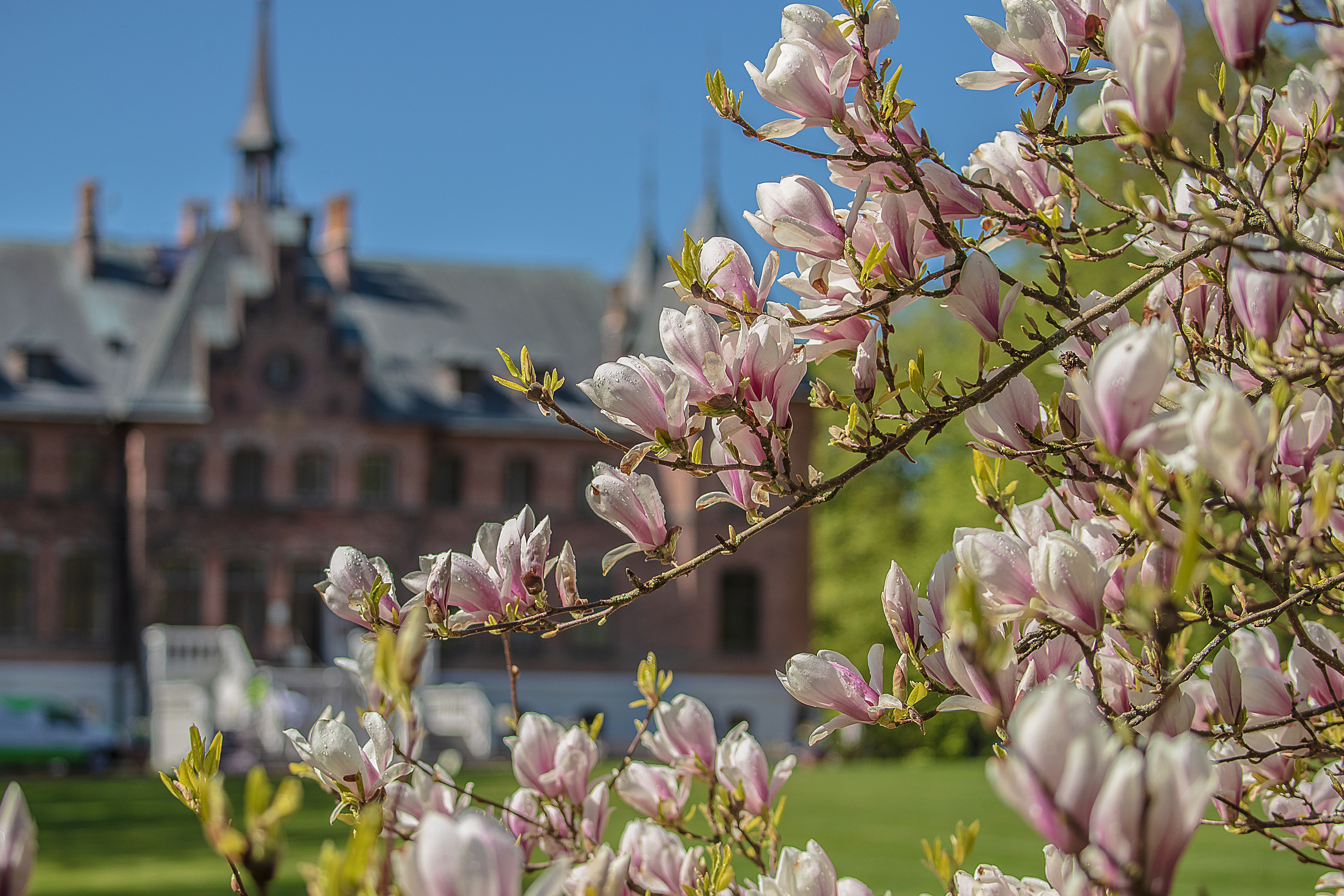 Sofiero slott och magnolia