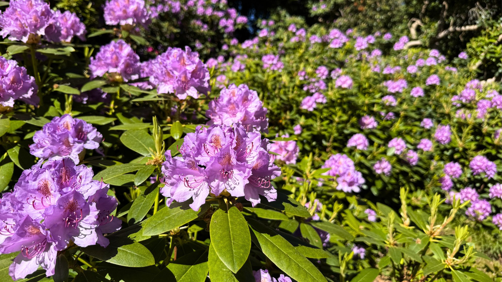 Rhododendron i blom på Sofiero