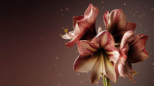 Novent på Sofiero – en amaryllis med mörk bakgrund