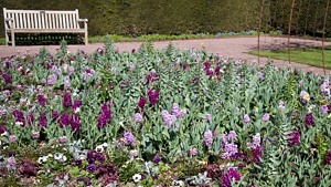 Jubileumsträdgården