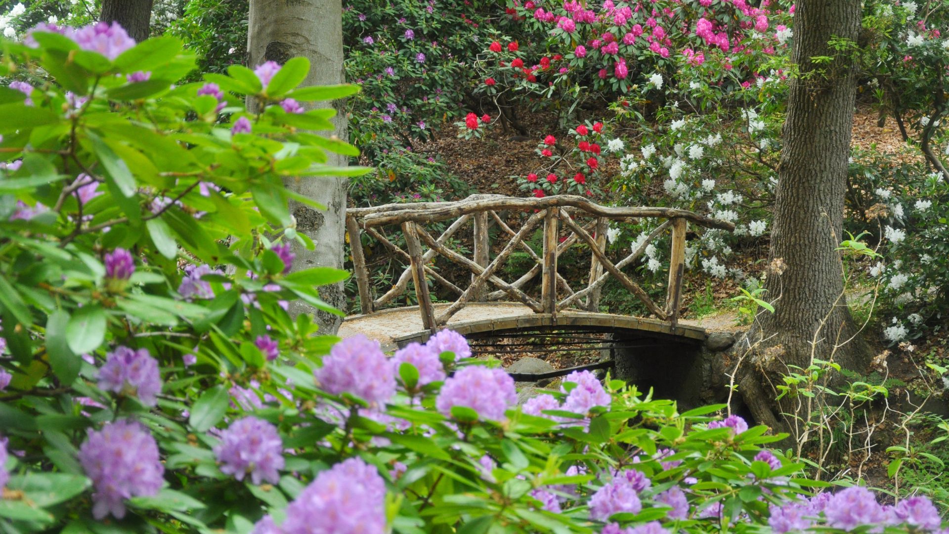 Rhododendron vid bron