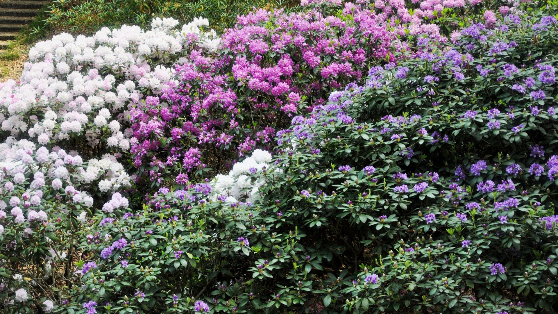 Rhododendron