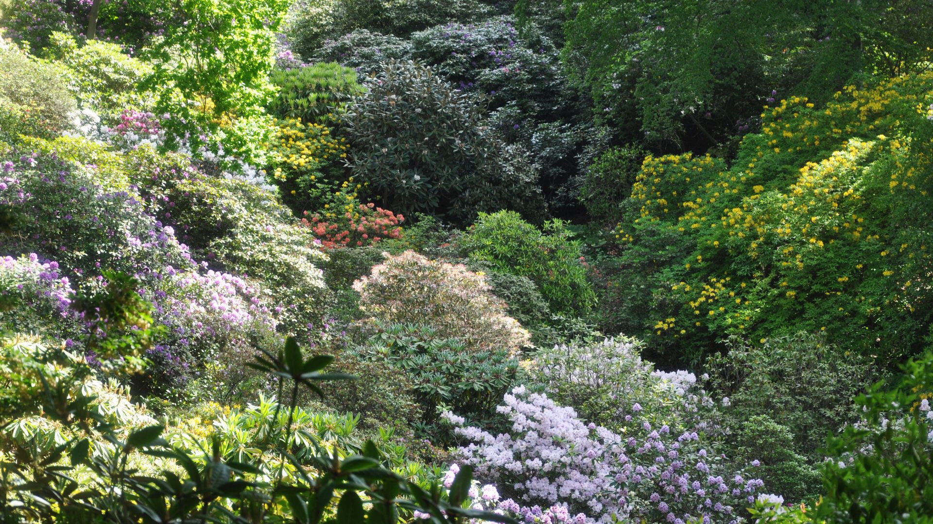 Rhododendron
