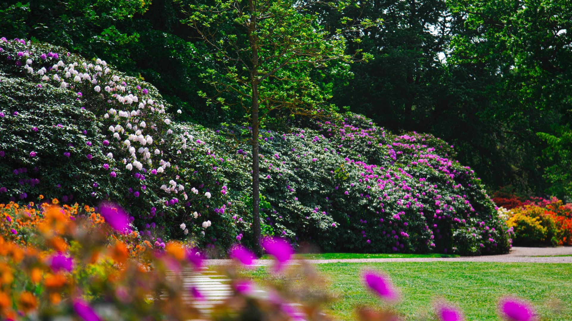 Rhododendron i blom