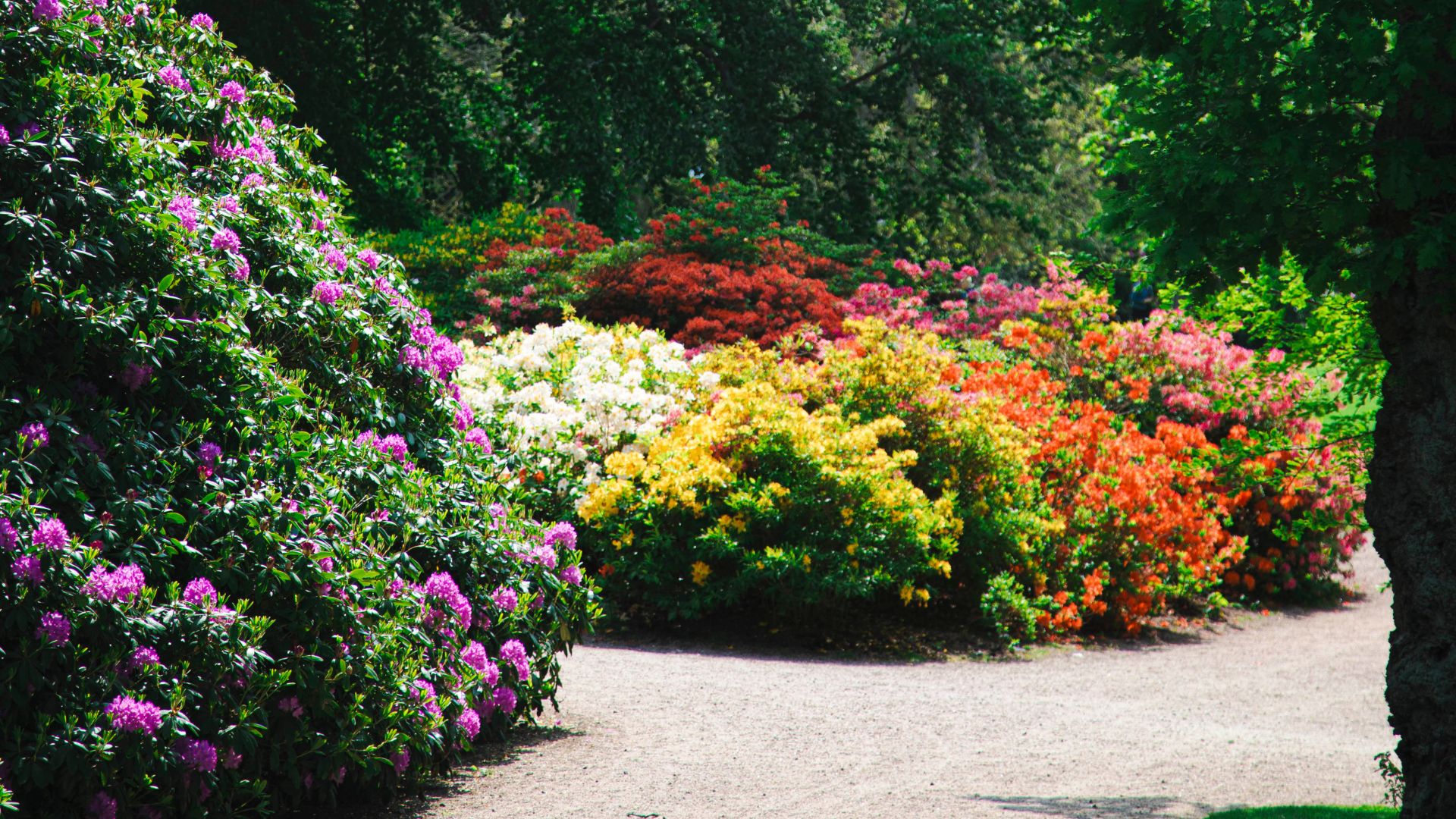 Rhododendron med mycket färg