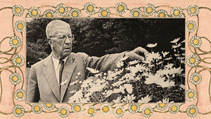 Daisies for Daisy