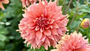 dahlia 'Fairway Spur'