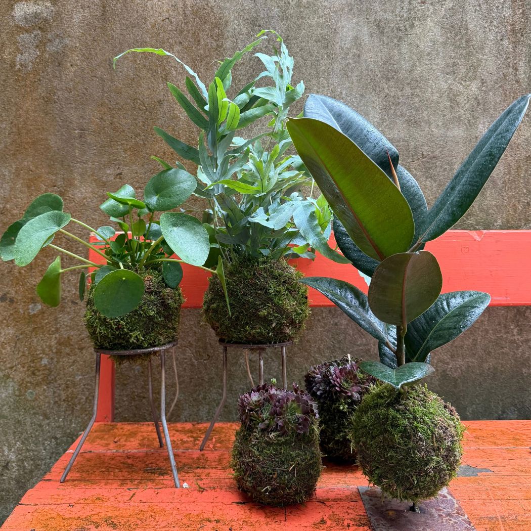 Kokedama