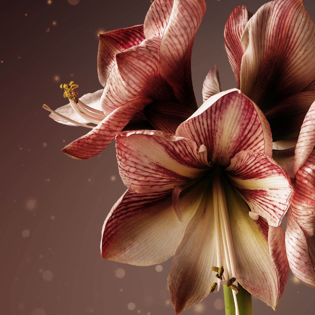 Amaryllis