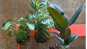 kokedama