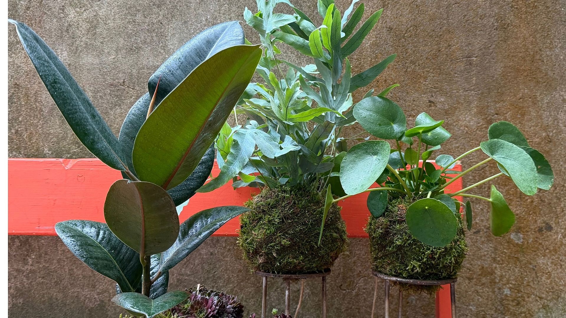 kokedama